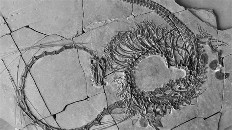dragon fossil found in china